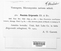Puccinia erigerontis image